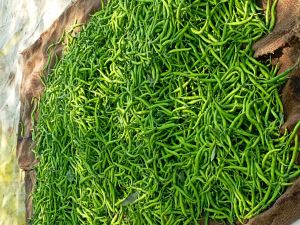 Fresh Green Chilli