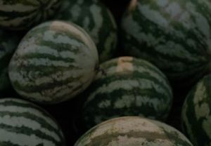 Sweet Watermelon