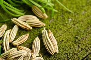 Fennel Seeds