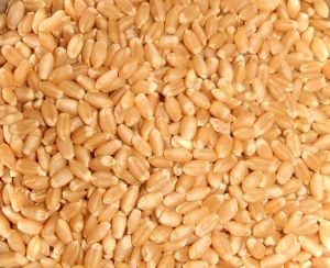 Grade B Wheat