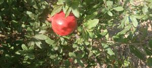 Pomegranate