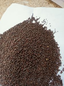 Black Mustard Seeds