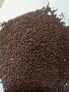 Black Mustard Seeds