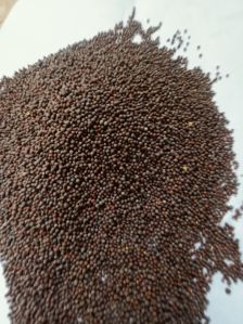 Black Sortex Mustard Seeds