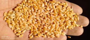Raw Wheat Grain
