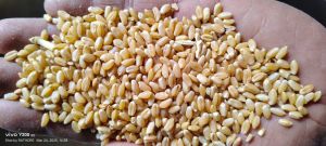 Raw Wheat Grain
