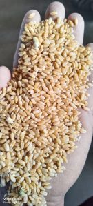 Non Sortex Wheat Grain