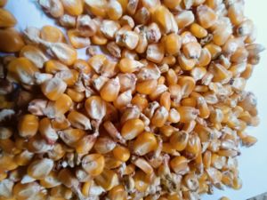 corn seeds