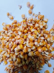 corn seeds