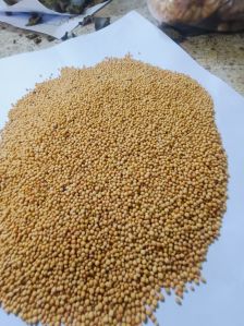 Yellow Sortex Mustard Seeds