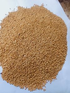 Yellow Sortex Mustard Seeds