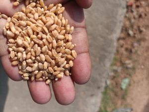 Milling Wheat Grain