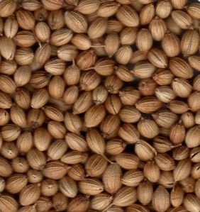 Coriander Seeds