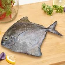 Frozen Black Pomfret Fish