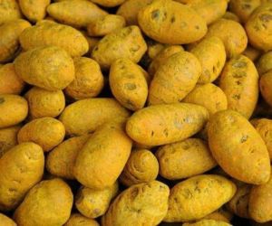 Turmeric Gatta