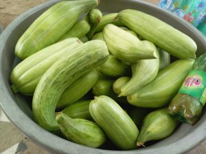 Fresh Zucchini