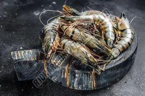 Fresh Black Tiger Prawn