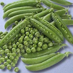 Fresh Green Peas