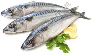 Fresh King Fish
