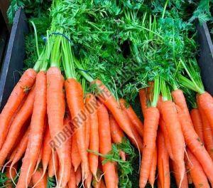 Carrot