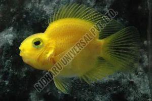 Fresh Parrot Fish