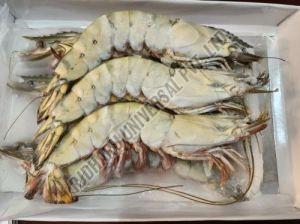 Frozen Black Tiger Prawn