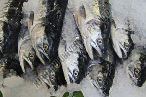 Frozen King Fish