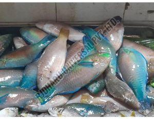 Frozen Parrot Fish