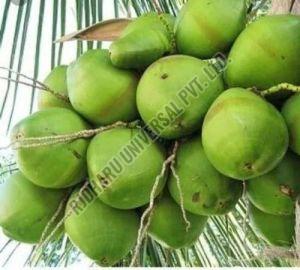 Green Tender Coconut