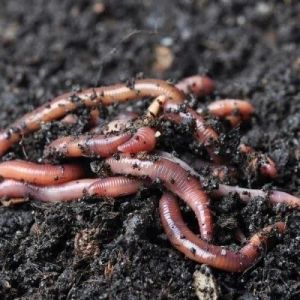 1Kg Live Earthworms