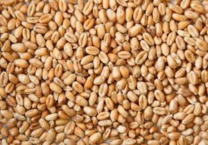Wheat Seeds
