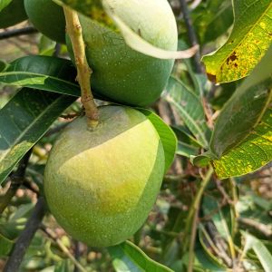 Alphonso Mangoes