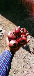 Rainy Red Onion Seeds