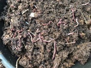 Agriculture Vermicompost