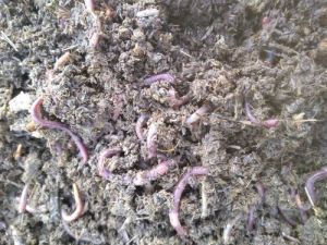 Bio Vermicompost Manure