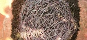 Esiena Fetida Earthworm