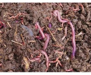 Live Earthworm for Composting