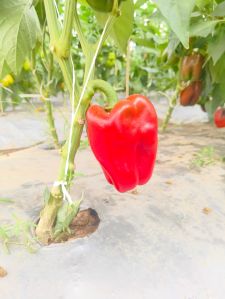 Red Bell Pepper