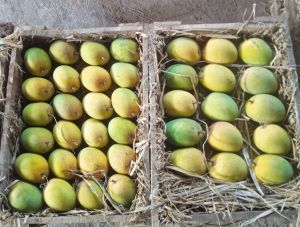 Natural Ratnagiri Hapus Mango