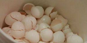 Egg Shells