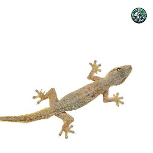 Lizard Control Service