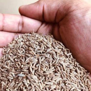 Organic Cumin Seeds