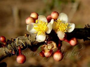 surangi dry flowers