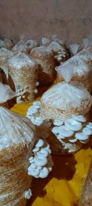 Fresh Oyester Mushroom