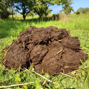 Cow Dung
