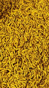 Single Polish Turmeric Finger