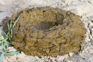 Cow Dung