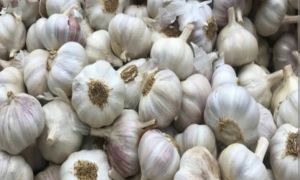 Fresh Garlic (Allium Sativum)
