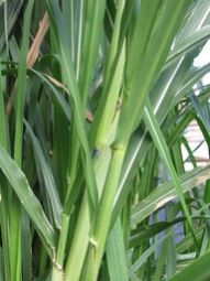 Napier Grass