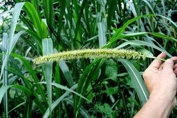 Napier Grass